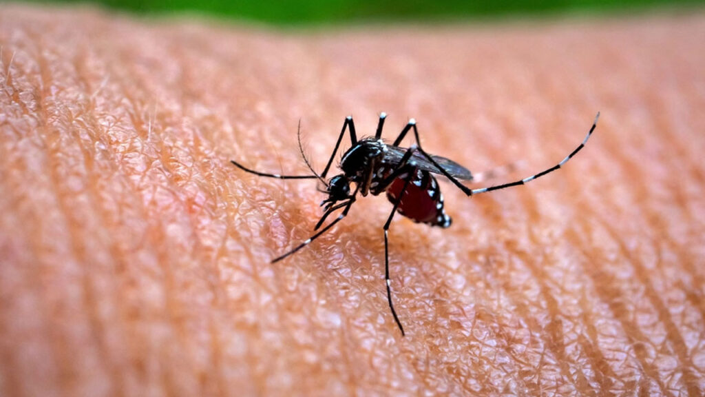 ডেঙ্গুতে আরো ৩ জনের মৃত্যু, শনাক্ত ৭০৫