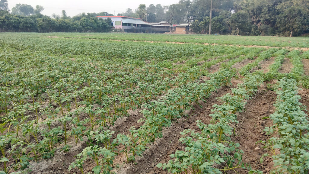 ঘন কুয়াশায় পচন ধরছে আলু খেতে, দুশ্চিন্তায় কৃষক