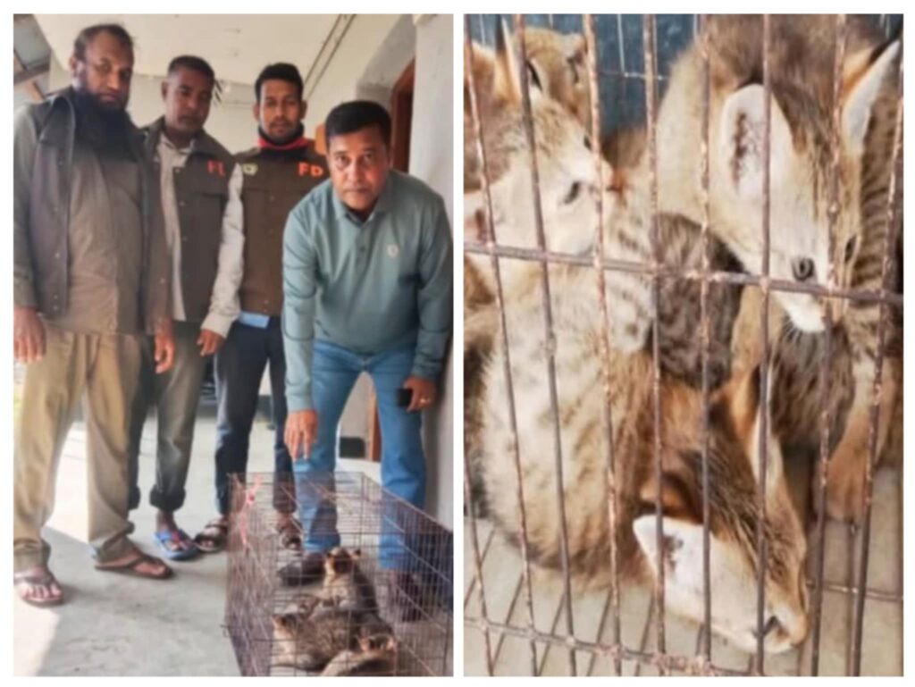 টেকনাফের সাবরাং ইউপির ৪নং ওয়ার্ড মগপাড়া ৫’টি মেছো বাঘের শাবক উদ্ধার